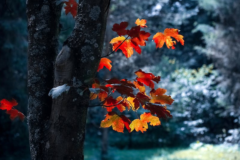 Australia's natural environment and clean outdoor lifestyle — international students life in Australia
